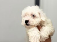 Maltese Terrier Yavrumuz