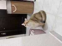 Ücretli sahiplendirme kediler
