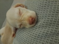 Labrador yavru