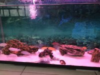 Beyaz mavi sarı prenses yavru garantili