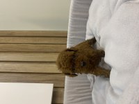 Sağlık ve ırk garantili show kalite poodle patilerim