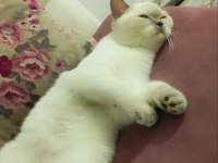 British shorthair kızımız mia