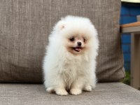 Pomeranian boo köpeğimiz orjinal