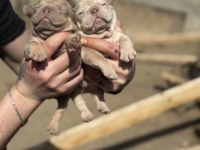 Mükemmel anatomi french bulldog bebekler