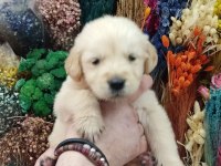 Baby Face Golden Retriever Bebekler