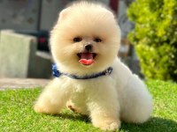 Safkan Pomeranian Boo Yavrularımız