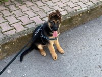 A şecereli alman çoban köpeği yavruları