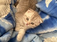 2 aylık yavru scottish fold kedim