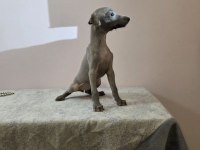 İtalyan tazısı Italian Greyhound Dişi ve erkek yavrular
