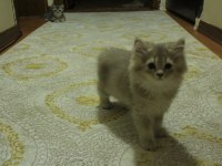 BLH CY11 DİŞİ BRİTİSH LONGHAİR ASLAN