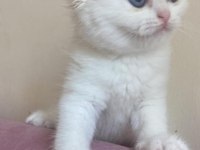 British shorthair aşıları tam