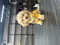 Harika teacup maltipoo yavrularım
