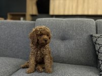 Erkek toy poodle