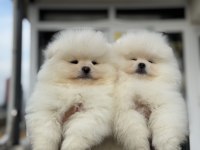 Tea cup pomeranian  yavrular ziyarete açık