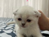 BRİTİSH YAVRULARIMIZ YENİ SAHİPLERİNİ BEKLİYOR