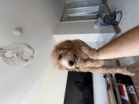 Sağlıklı süper oyuncu 0 numara toy poodle erkek