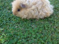 Guinea Pig Yavrular Aynı Gün Set Halinde Teslim Edilir