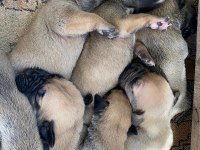 El Presa Canario Puppies