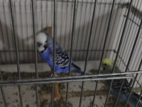 Çift genç muhabbet kuşu herşeyiyle birlikte
