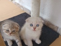 Neşe kaynağı oyuncu scottish fold yavru kedimiz