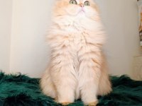 British longhair dişi