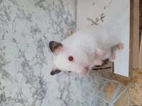 Dişi suriye hamster