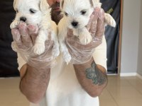 Kar Beyaz Maltese Terrier Yavrularımız Güncel Ankara