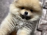 Teddy bear ayıcık 3 aylık erkek ankara içi pomeranian