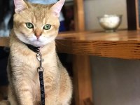 British shorthair golden