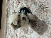 4.5 aylık dişi maltipoo