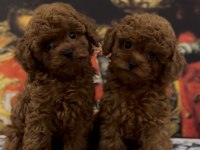 Toy mini Poodle bebeklerimiz