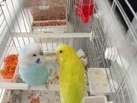 Cins Çift Muhabbet Kuşu Yumurtalı Yavrulu Takım