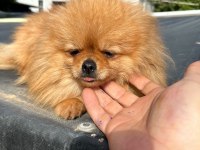 1,5 yaşında kusursuz mini dişi üst kalite pomeranian