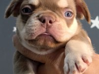 ROJO AND TAN FLUFFY CARRİER FRENCH BULLDOG ERKEK YAVRUMUZ