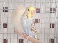 EŞE HAZIR KALİTELİ MUHABBET KUŞU DAMIZLIKLAR