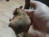 ELE ALIŞIK HAMSTER YAVRULAR