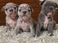 AŞILI MERLE VE BLUE FRENCH BULLDOG YAVRULARIMIZ