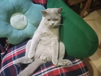 British shorthair oğlumuz by numan