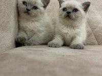 Safkan ayı surat british shorthair erkek