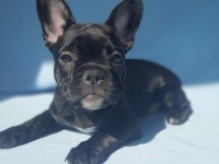 FLUFFY, ISABELLA TAŞIYICI EXOTIC FRENCH BULLDOG KIZLARIMIZ