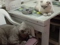 Scottish fold blue point