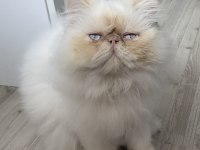 Top kafa iri iran kedisi