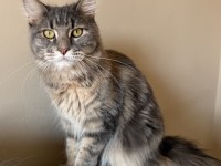 Maine Coon Dişi Tortie Uygun