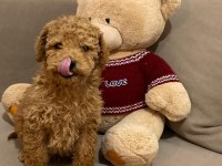 Üst Düzey Ev Ortamın Da Poodle Bebekler