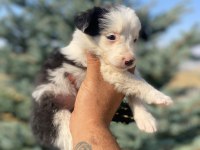 Show kalite safkan border collie yavrularımız