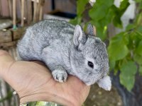 NETHERLAND DWARF ORJİNAL CÜCE TAVŞANLAR