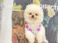Orjinal Pomeranian Boo Yavrular