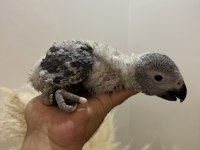 BEBEK JAKO PAPAĞANI