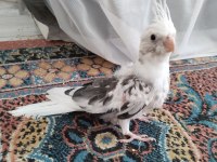 Sultan Papağanı Yavru