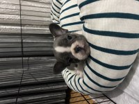 Güzeller güzeli Dişi blue french bulldog